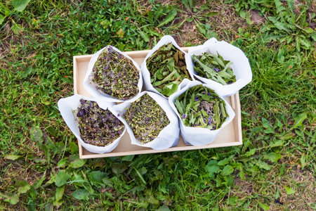 Medical herbs collected for herbal tea and homeopathic treatment. Drying plants in paper bags.の写真素材