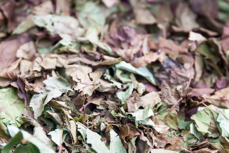 Medical herbs for herbal tea and homeopathic treatment. Drying leaves of cherry tree.の写真素材