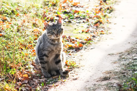 Domestic cat outdoors. Friendly pet's portrait.の写真素材