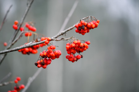 Red rowanberry in winter forest.の写真素材