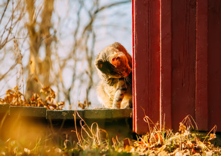 Domestic cat on the threshold of rural house. Friendly pet's portrait.の写真素材