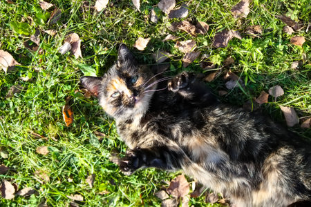 Domestic multicolored cat relaxing on the green grass outdoors. Friendly pet's portrait.の写真素材