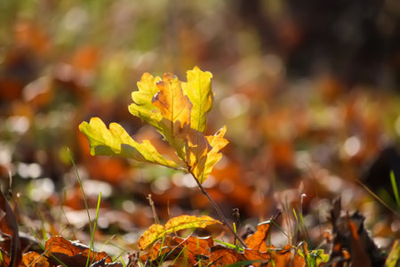 Fall leaves on the ground in autumn forest.の写真素材