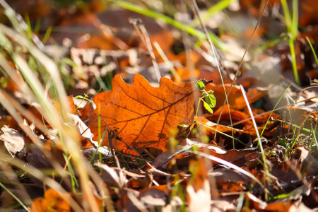 Fall leaves on the ground in autumn forest.