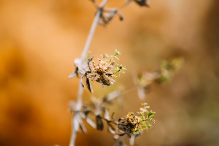Plants on nature background in an autumn day. Season change in nature.の写真素材