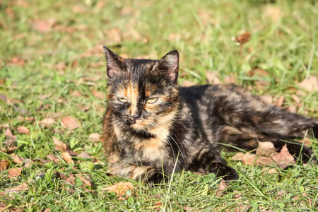 Domestic multicolored cat relaxing on the green grass outdoors. Friendly pet's portrait.の写真素材