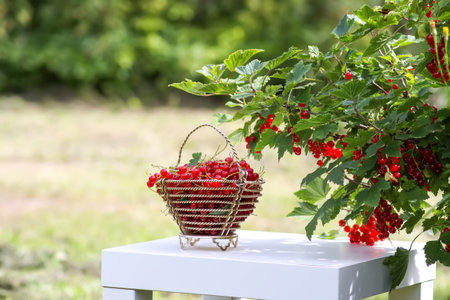 Red currant berries in the berry picking season in the countryside.の写真素材