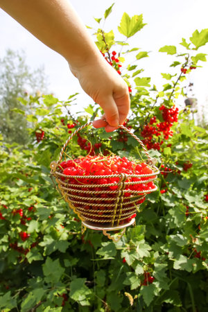 Red currant berries in a small basket in a hand on summer garden background.の写真素材