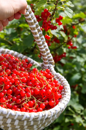 Red currant berries in a small basket in a hand on summer garden background.