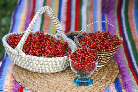Basket with red currants. Fresh ripe red berries. Healthy food ingredients.の写真素材