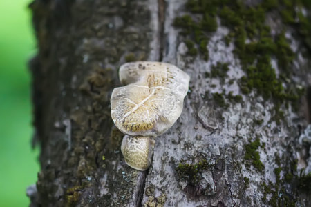 Mushroom grow on the tree bark.の写真素材