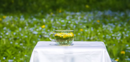Herbal tea in a spring garden with yellow dandelion flowers blooming around.の写真素材