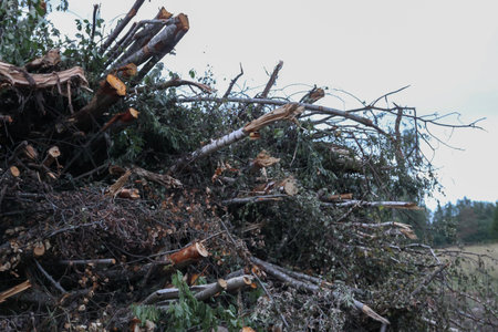 Pile of cut tree trunks in the forest after a storm