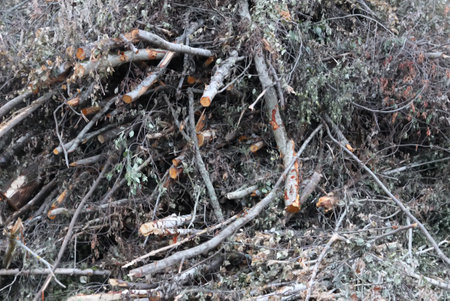 A pile of firewood on the ground in the forest in autumn