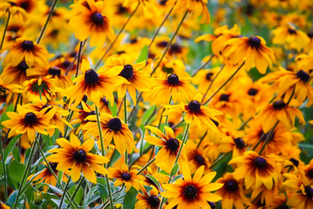Rudbeckia hirta yellow flowers in a summer garden. Black-eyed Susan plants in flowering season.