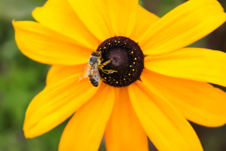 Rudbeckia hirta yellow flowers in a summer garden. Black-eyed Susan plants in flowering season.