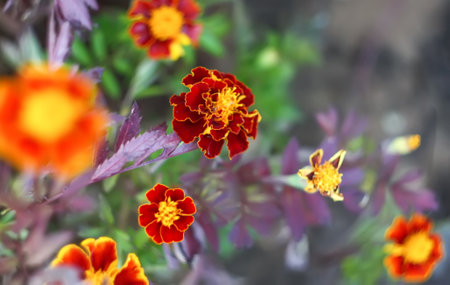 Marigold flowers. Tagetes erecta, Mexican, Aztec or African marigold ornamental plants in the...