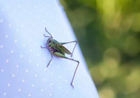 Meadow grasshopper on the cotton fabric close up.