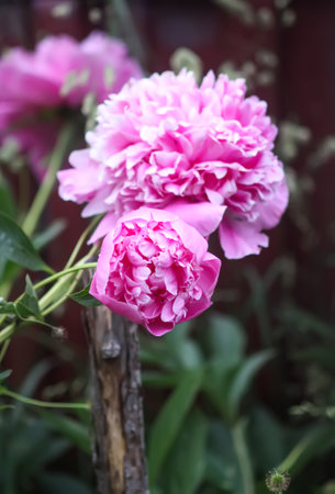 Beautiful fragrant flowers in summer garden. Pink peonies in full bloom.の写真素材