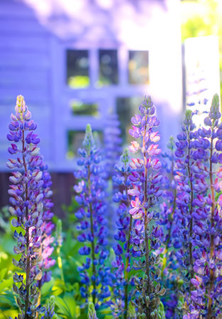 Lupinus purple flowers in a garden. Summer rural floral background.の写真素材