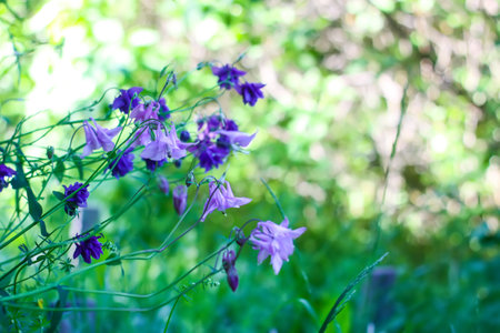Purple Columbine Flowers. Aquilegia plants in the garden.の写真素材