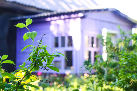 The old wooden house and garden plants in the village.の写真素材