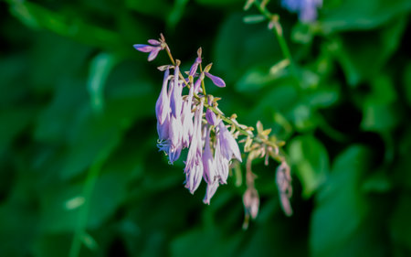 Hosta flower in bloom. Purple garden flowers.の写真素材