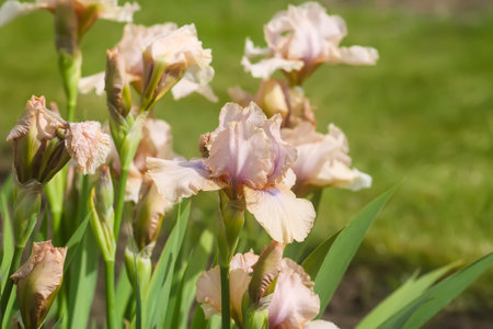 Blooming iris flowers in summer garden background. Beautiful cultivated flowers.