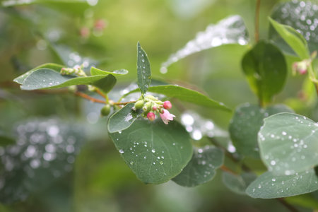 Rain drops on the leaves of the snowberry bush.の写真素材