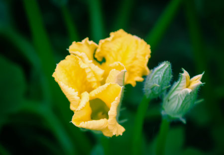 Cucumber in flowering season. Yellow flower of the organic vegetable.の写真素材