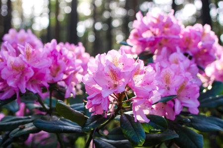 Pink flowers of Siberian rhododendron copy space.の写真素材