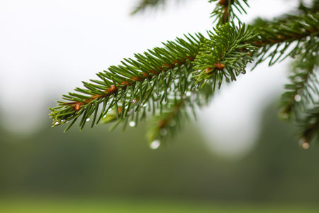 Green branches of a fir tree close-up. Evergreen coniferous tree in a summer forest.