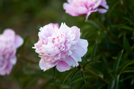 Pink peony flowers. Summer garden plants in flowering season.の写真素材