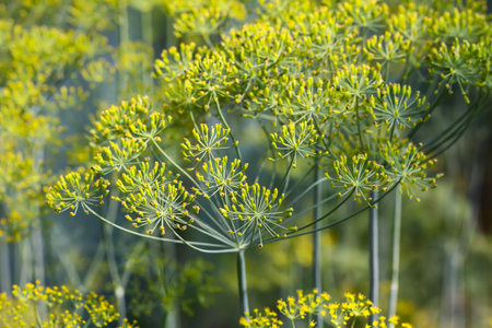 Dill aromatic fresh herbs grow in greenhouse. Vegetarian homegrown food ingredients.