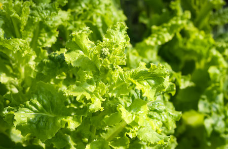 Green salad leaves background in sunlight.