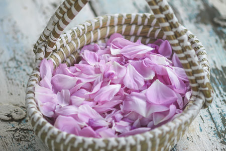 Pink rose flower petals for herbal tea or cosmetic products.の写真素材