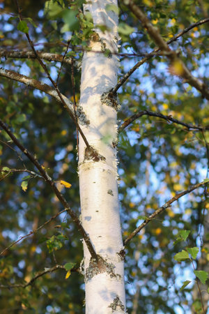 Tranquil autumn nature background in a sunset light. Birch trees.の写真素材