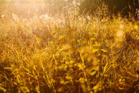 Tranquil autumn nature background in a sunset light.の写真素材