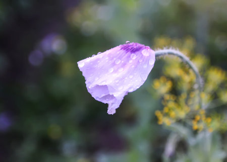 Foggy evening. Rural field with poppy wildflowers.の写真素材