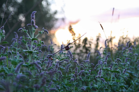 Foggy evening. Rural field with plants.の写真素材