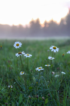 Foggy evening. Rural field with white daisy wildflowers.の写真素材