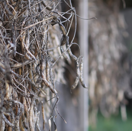 Ripening bean pods hanging on the wall of rural shed.の写真素材