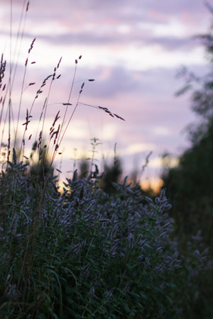Sunset in the countryside at summer. Wild nature details.