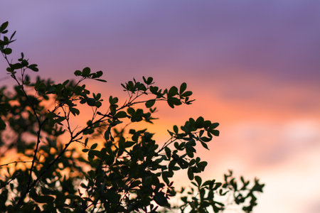 Sunset in the countryside at summer. Wild nature details.