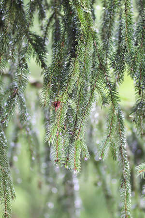 Fir-tree branches close up. Evergreen plant. Wild forest.