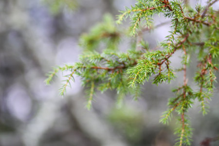 Close-up of juniper tree. Medicinal evergreen plant.の写真素材