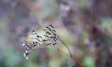 Caraway or Carum carvi plant and seeds. Ripe herbs.の写真素材