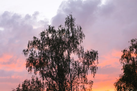 Sunset in the countryside at summer. Wild nature details.の写真素材