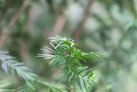 Taxus evergreen tree close up. Branches with young green needles.
