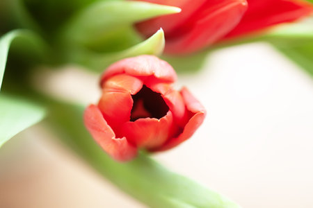 Red tulip. Beautiful spring flower. Romantic bouquet details.